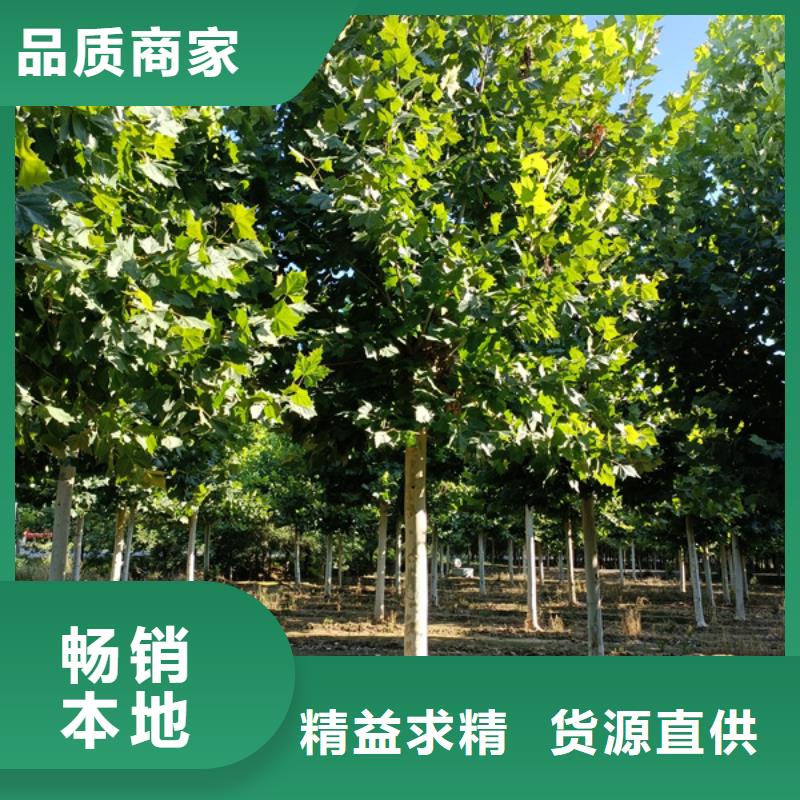 22公分法桐價格基地法桐