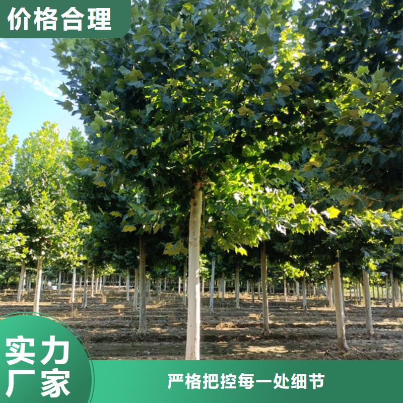 法桐五角楓細(xì)節(jié)決定品質(zhì)