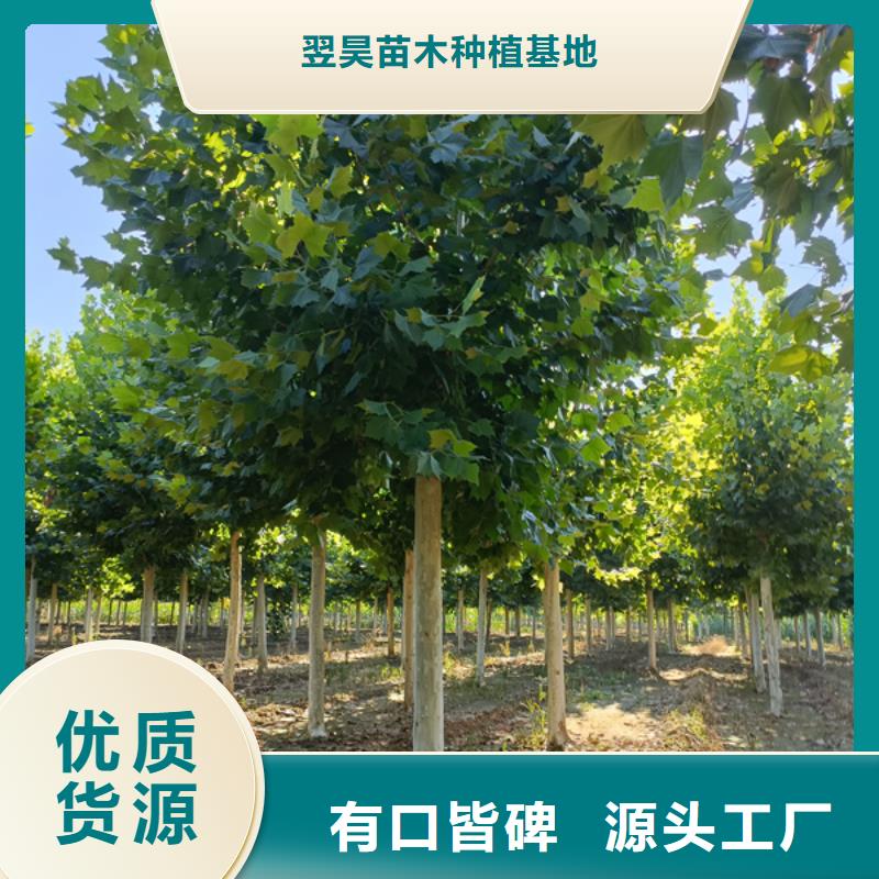 法桐價格誠信經營廠家