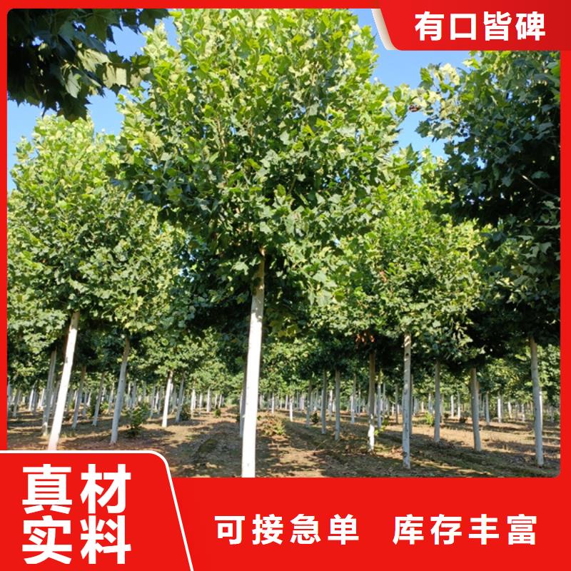 速生法桐歡迎訂購法桐