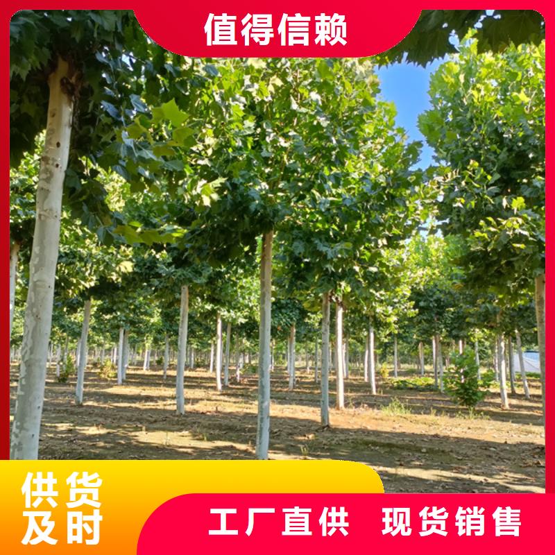 法桐暢銷(xiāo)全國(guó)法桐基地