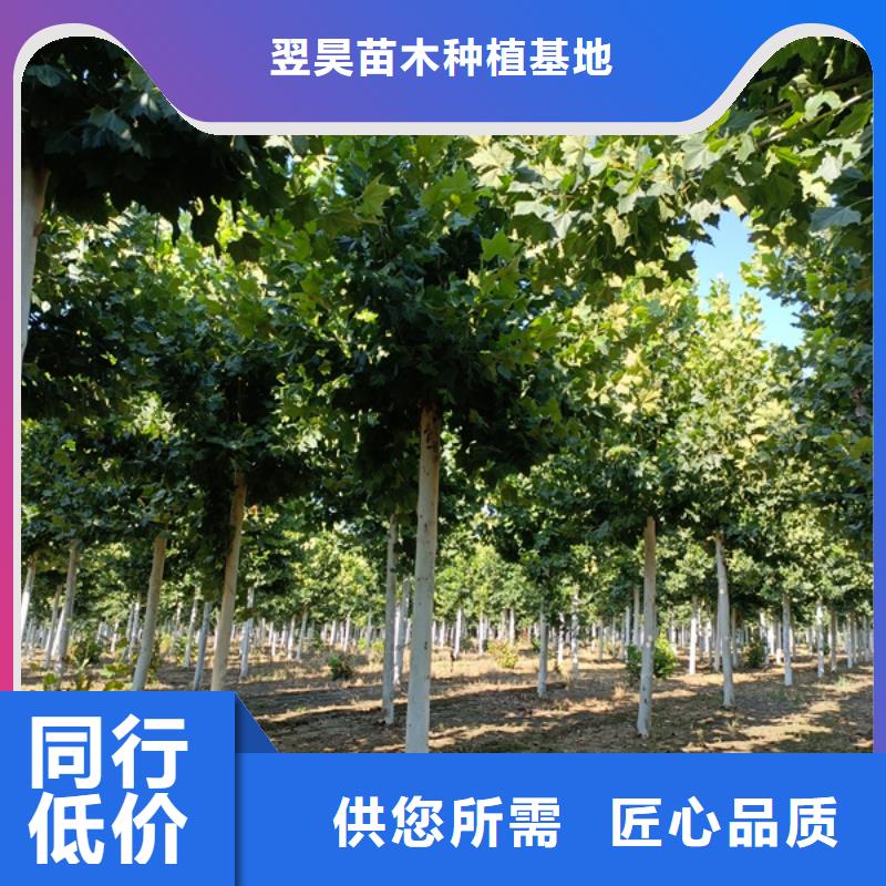 法桐_原生冠法桐选择我们没错