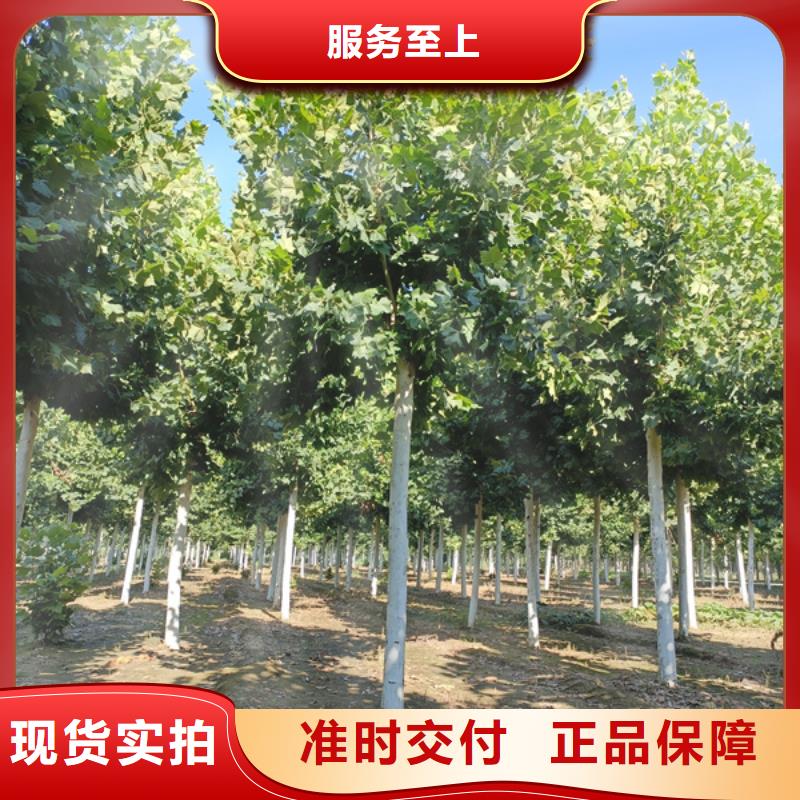 法桐 黄金槐专业厂家