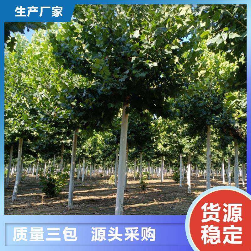 造型法桐優惠報價法桐