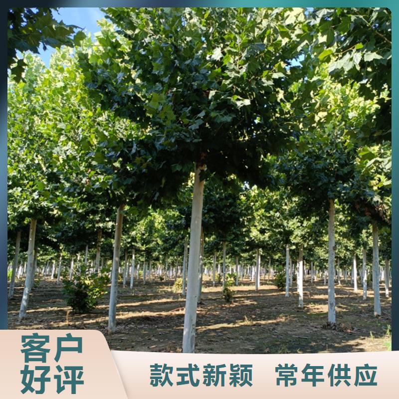 法桐北京栾定制速度快工期短