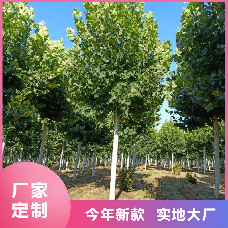 法桐黃金槐買的放心