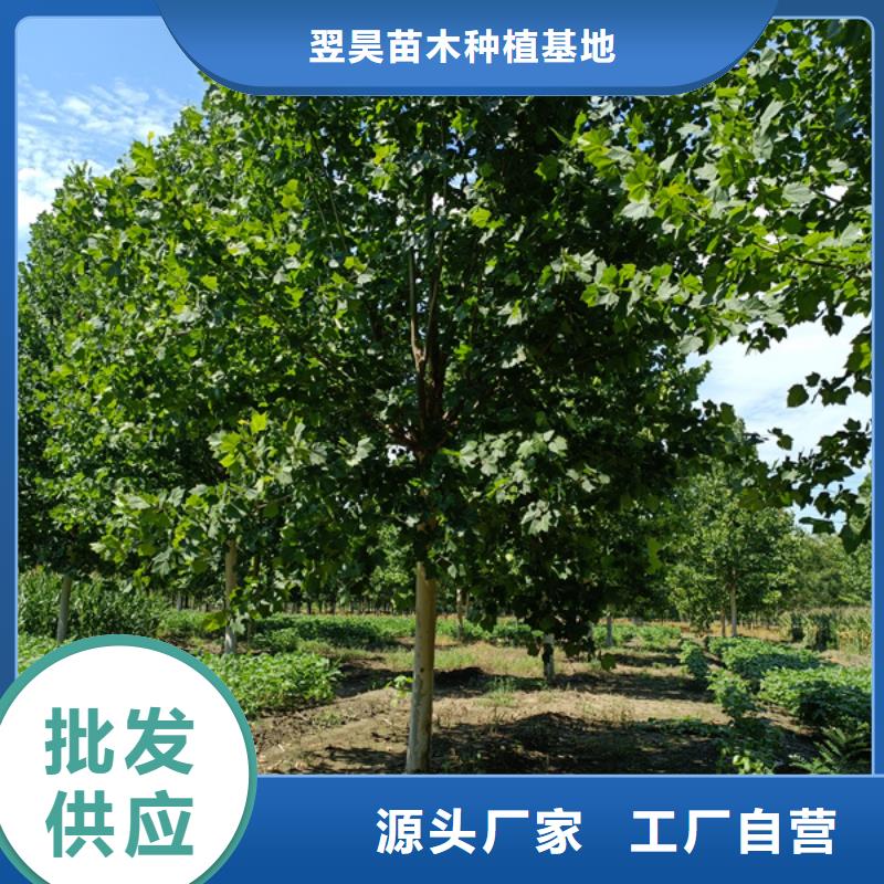 法國梧桐種植基地法桐