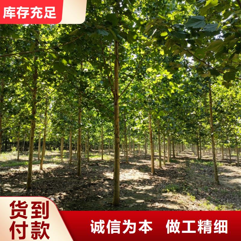 速生法桐暢銷全國法桐