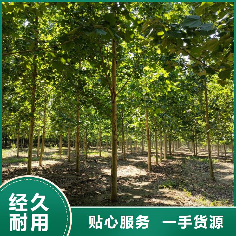 法桐美国红枫同行低价