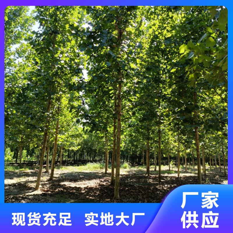 速生法桐暢銷全國法桐