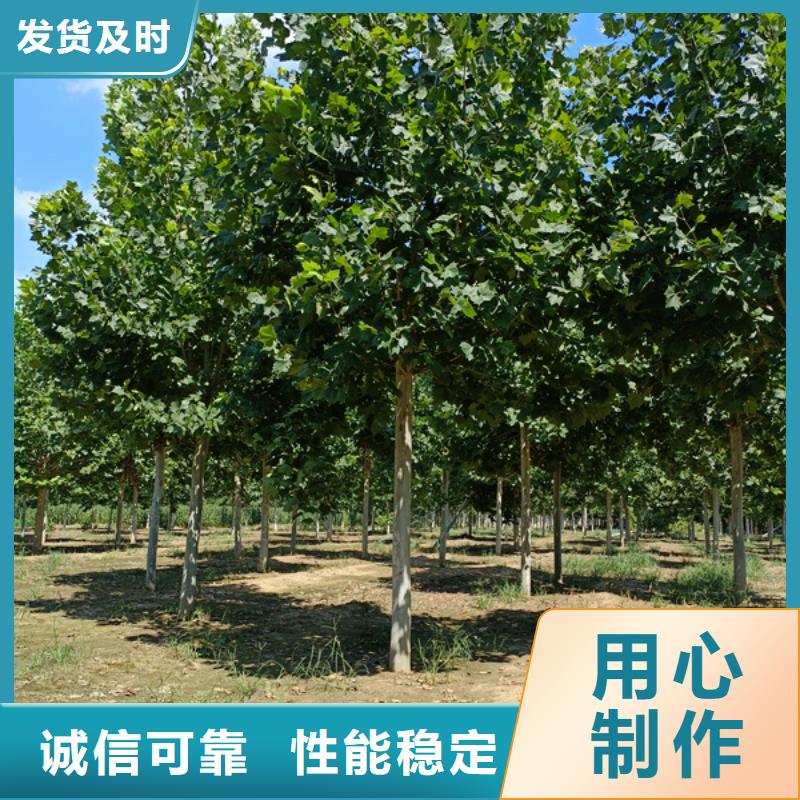法桐原生冠法桐質量檢測