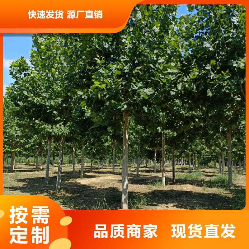法桐五角楓專業生產制造廠