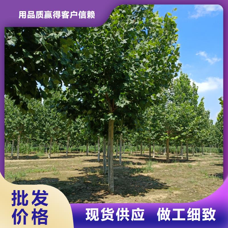法桐五角枫热销产品