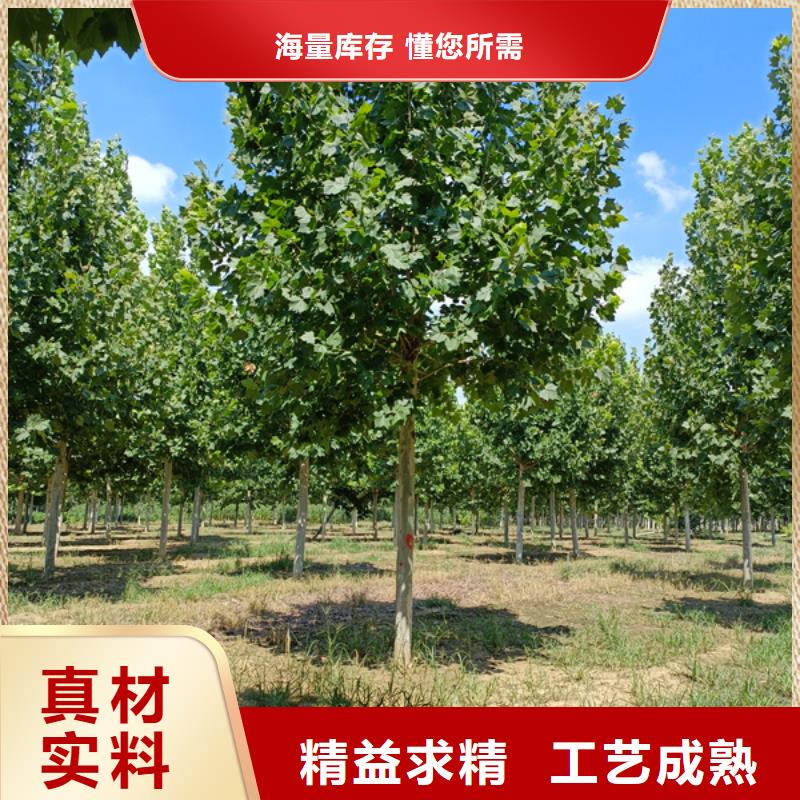 法桐種植基地法桐