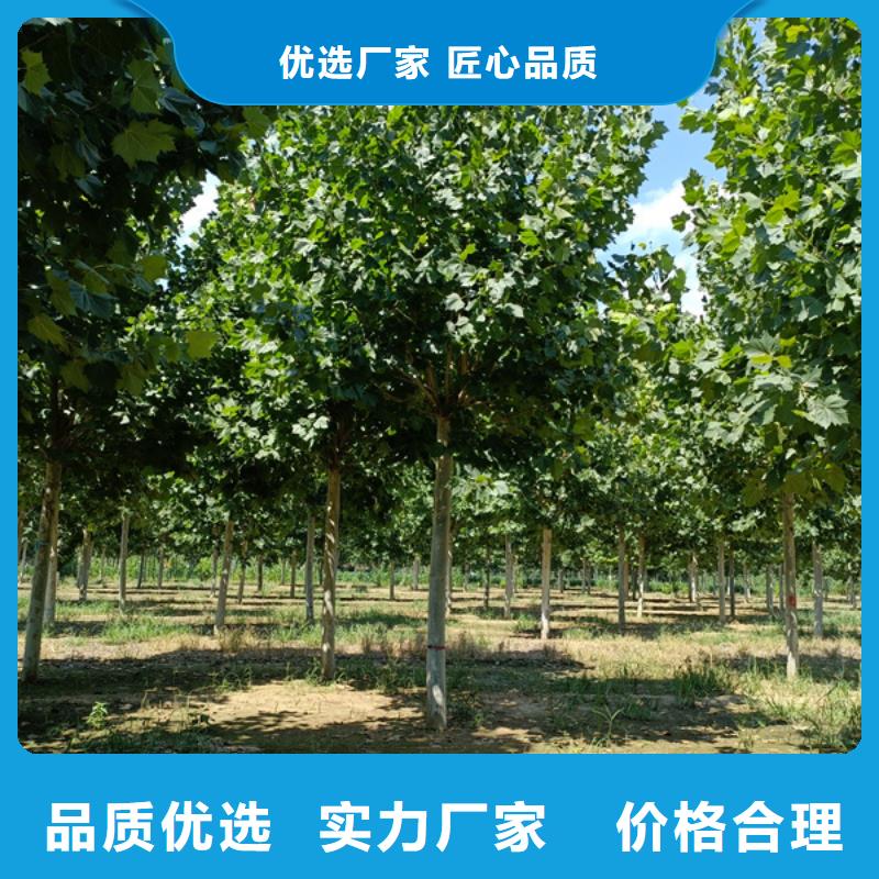 造型法桐-火爆預定中