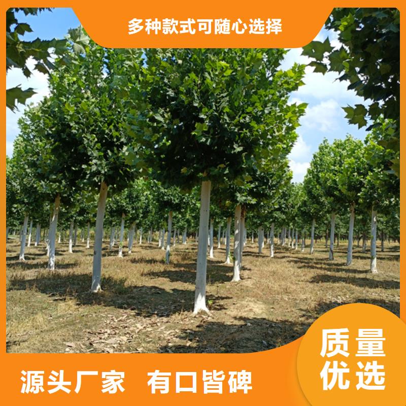 法桐放心選擇法桐