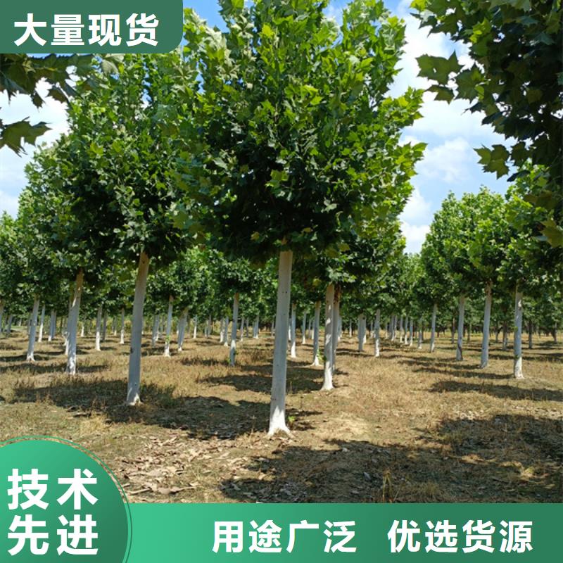 法桐價格誠信經營廠家