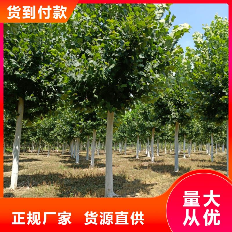 法桐,金叶槐诚信为本
