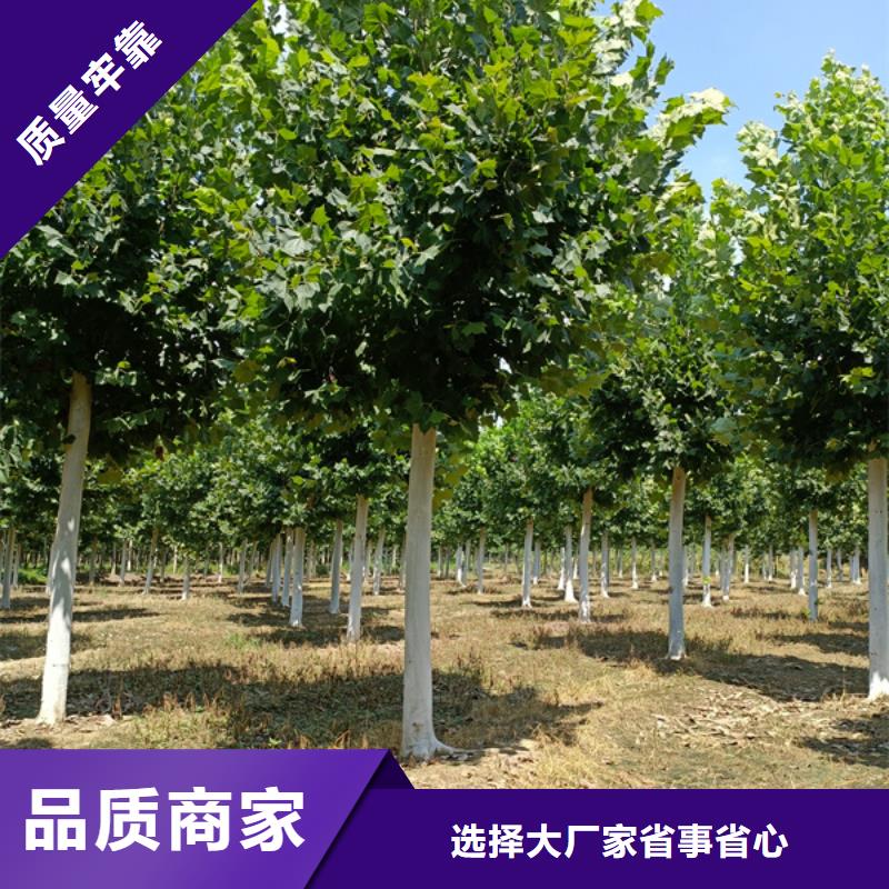 法桐 黄金槐专业厂家