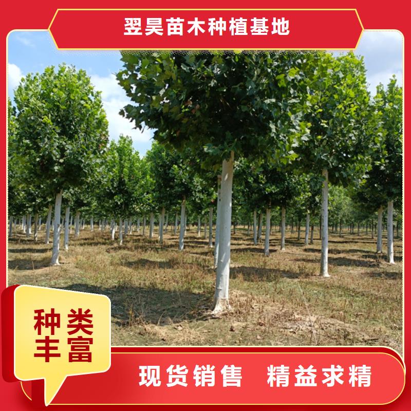 法桐-美国红枫实力商家供货稳定