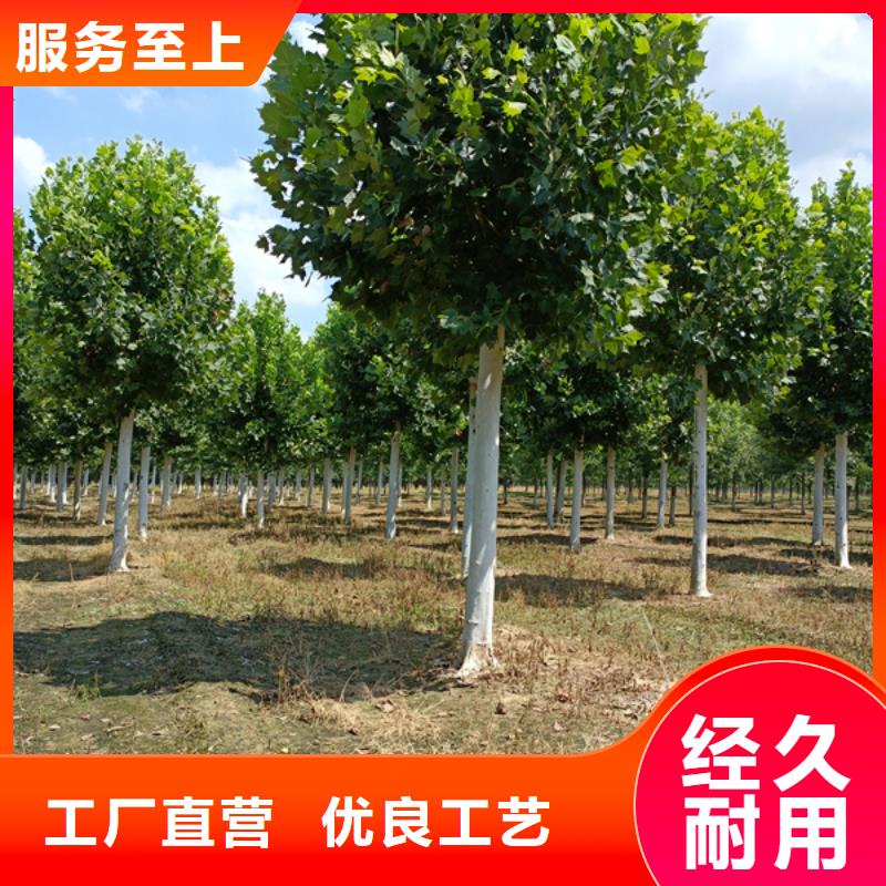 法桐價格價格合理法桐基地