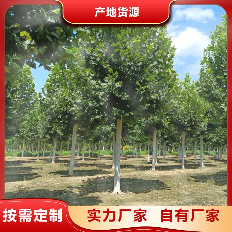 法桐_原生冠法桐选择我们没错