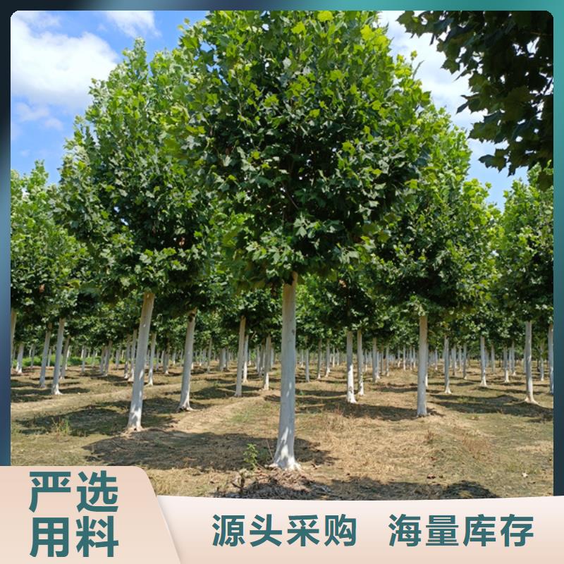 法桐金葉復葉槭真材實料