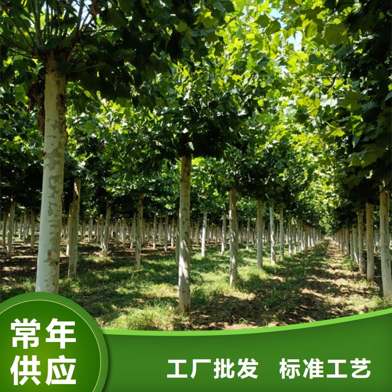 12公分法桐歡迎電詢法桐