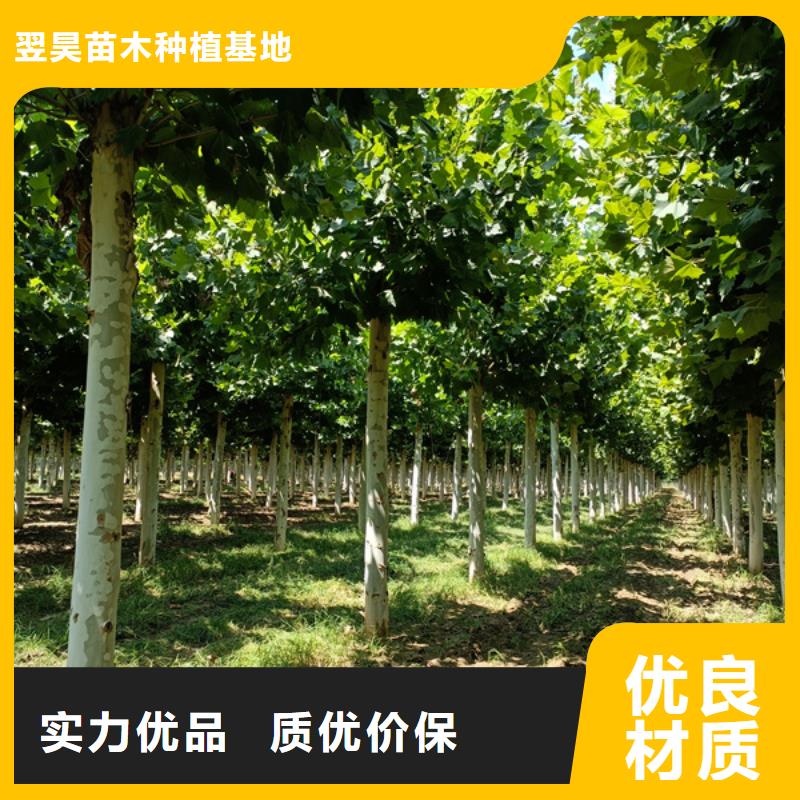 20公分法桐價格現貨供應法桐