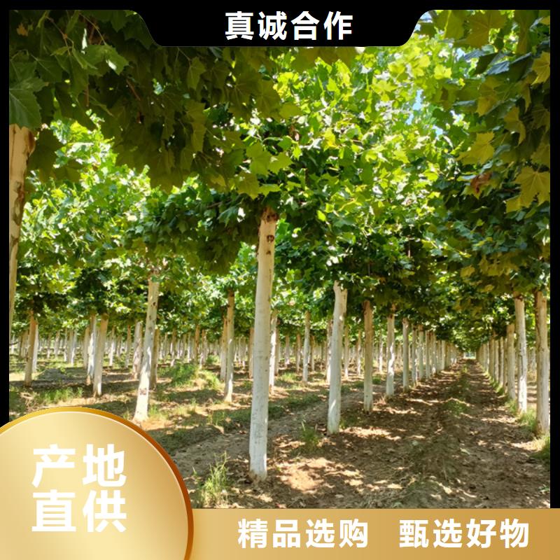 22公分法桐質量保證法桐