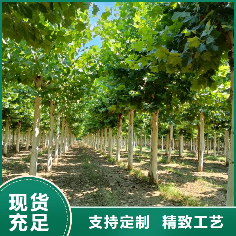 22公分法桐價格基地法桐
