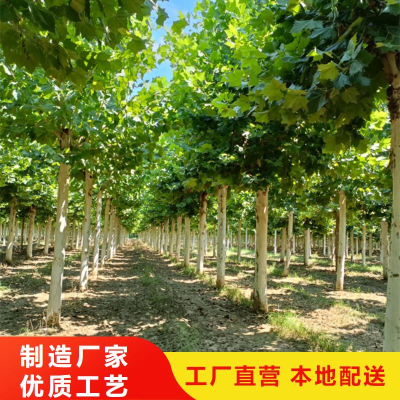 法桐国槐助您降低采购成本