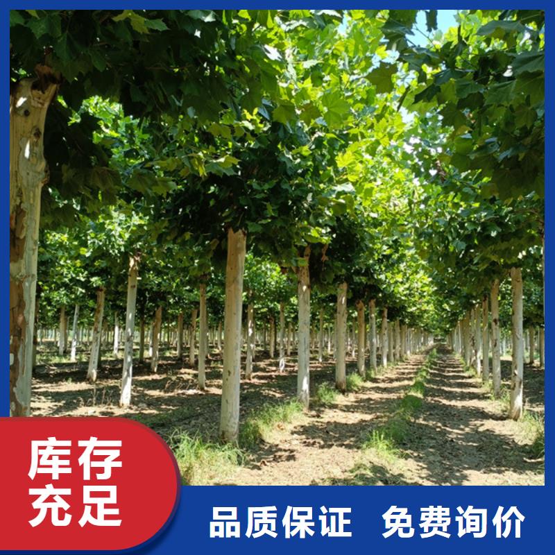 造型法桐種植基地法桐