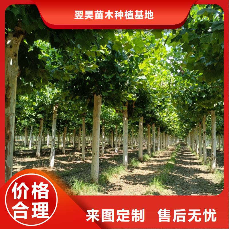 速生法桐現貨直供法桐