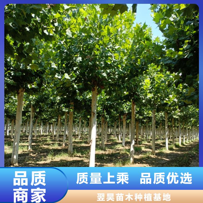法桐五角枫无中间商厂家直销
