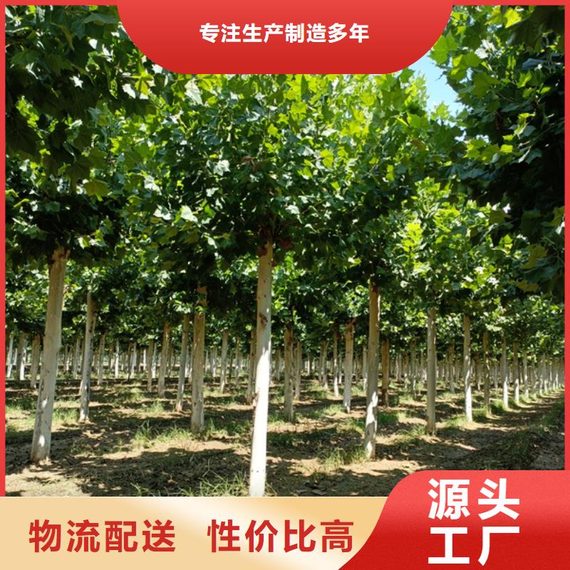 法桐原生冠法桐性價比高