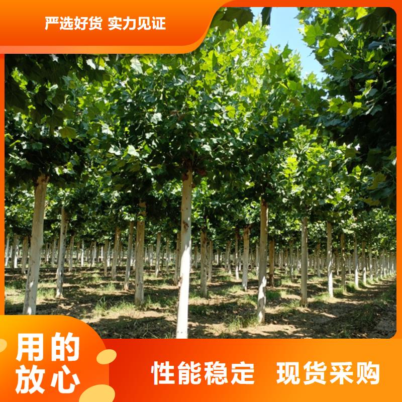 五角枫视频-五角枫_江苏省南京市市场覆盖六合|溧水|扬州|宿迁|盐城|南通|镇江|徐州|常州等