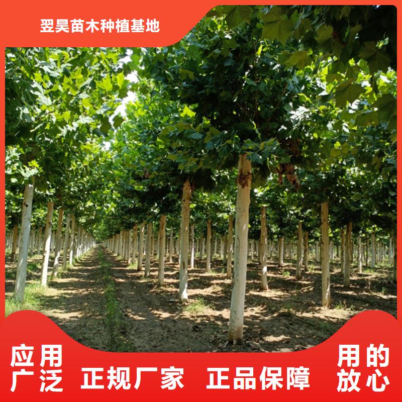 造型法桐價格低法桐