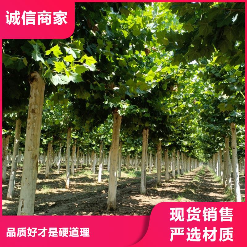 法桐放心選擇法桐