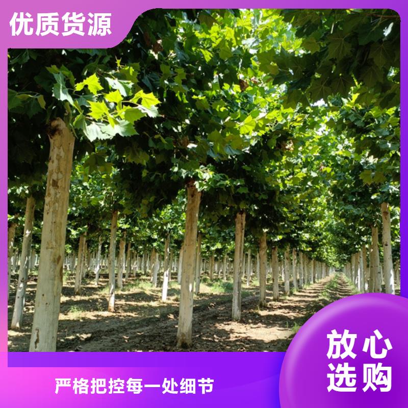 法桐北京栾定制速度快工期短