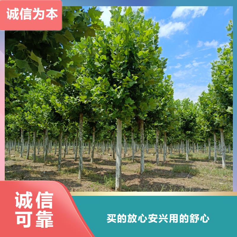 法桐價格種植基地法桐基地