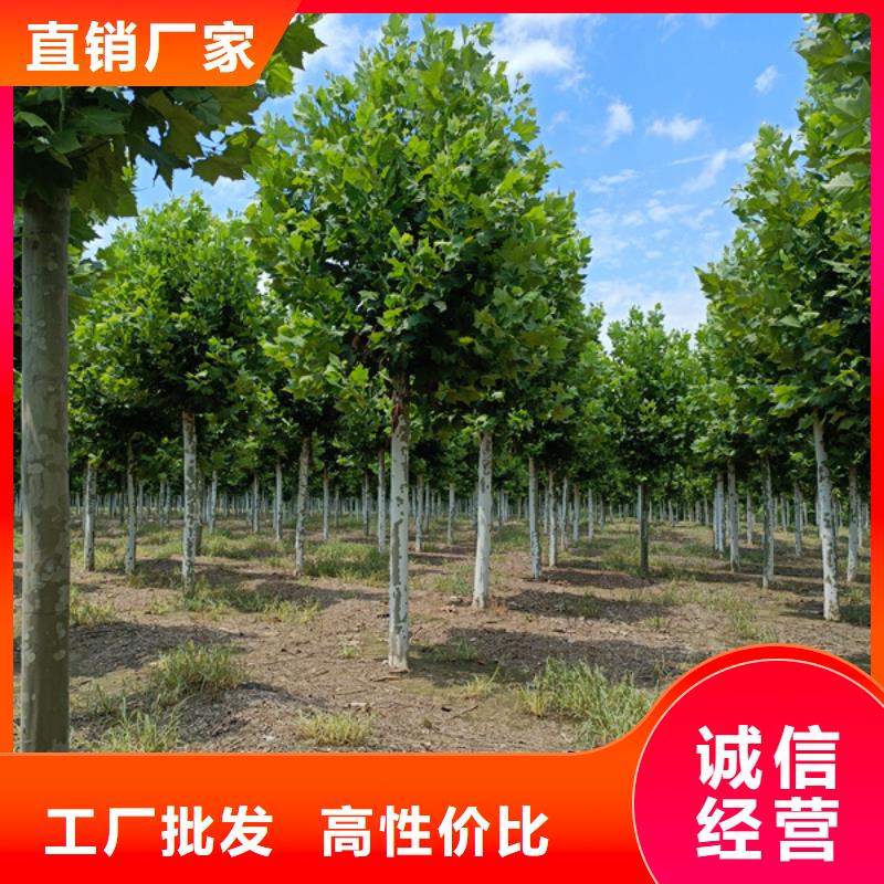 速生法桐廠家資訊