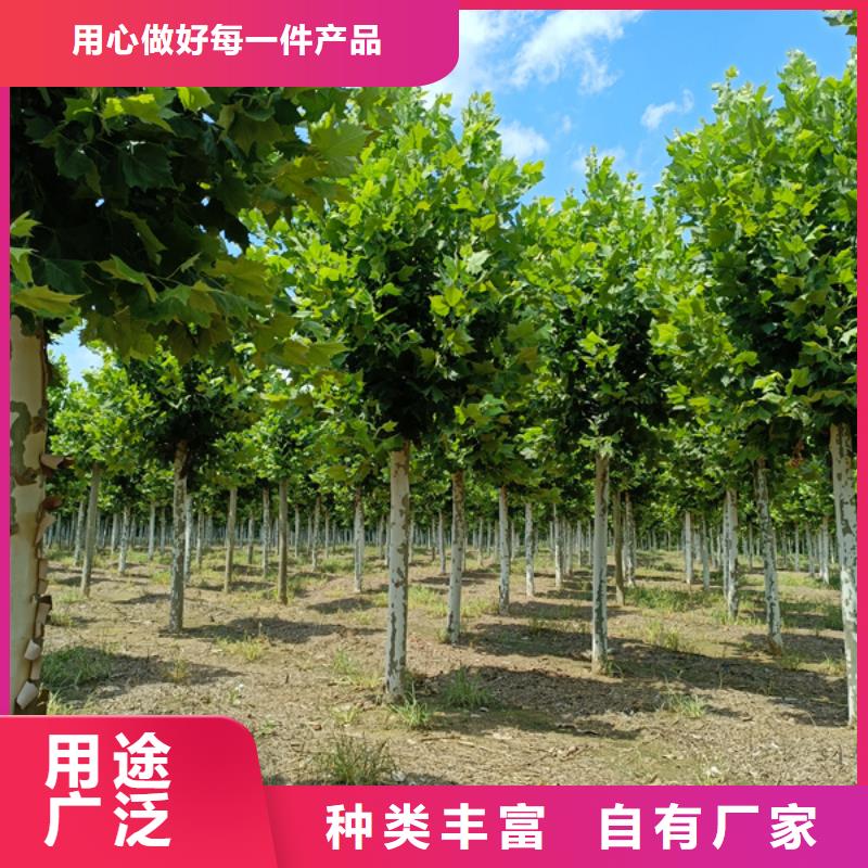  法桐精致工艺