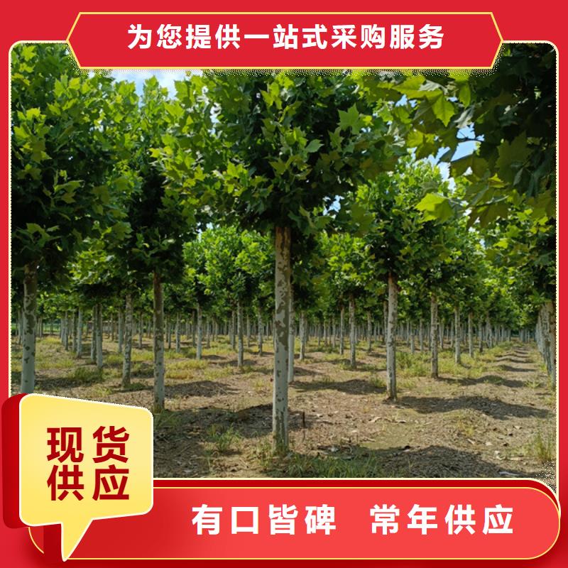 法桐-西府海棠市场报价