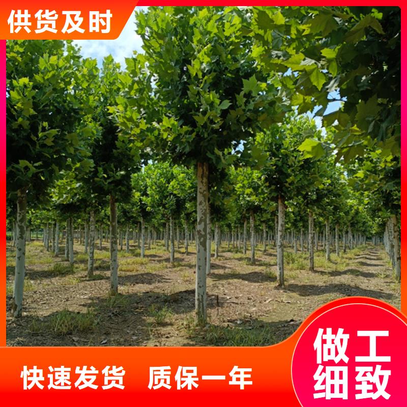 法桐_金叶白蜡专业生产制造厂