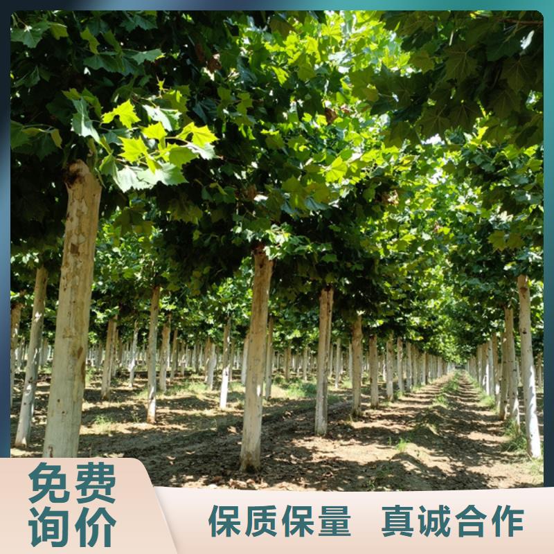 法桐黃金槐精心