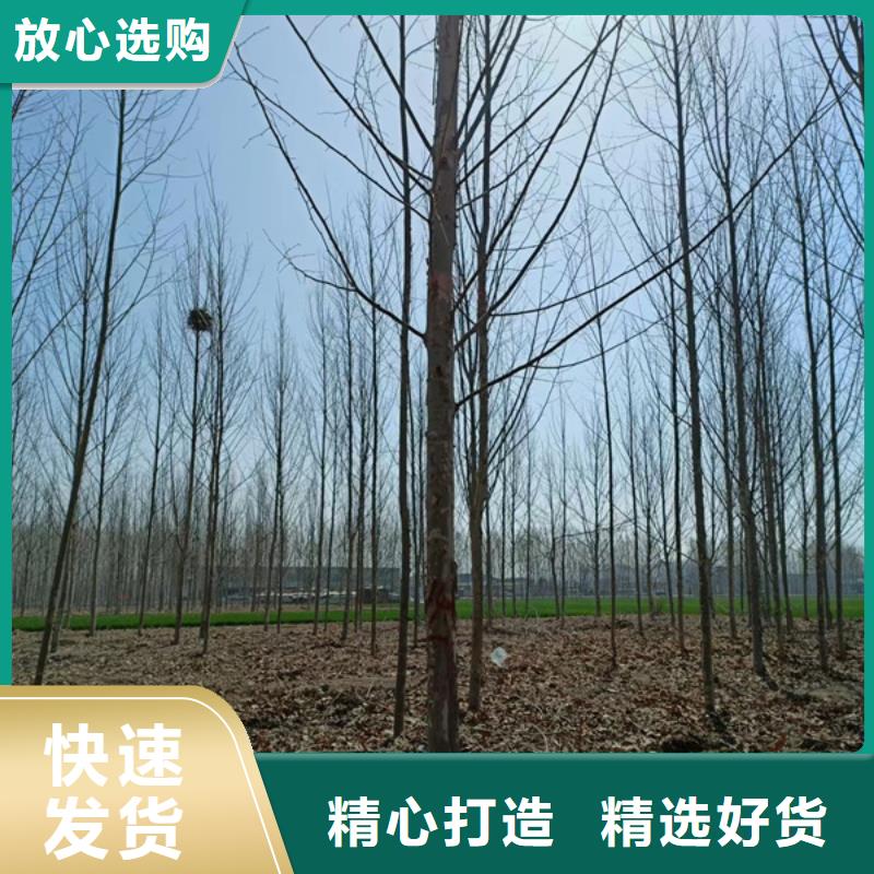 法桐價格表基地法桐
