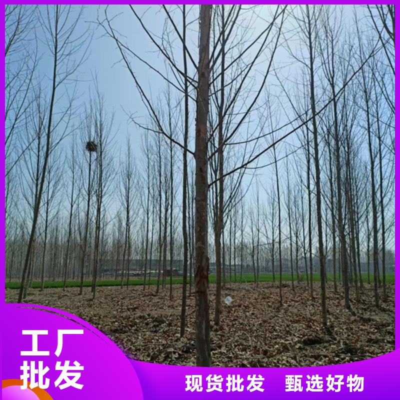 法桐金叶槐大量现货供应