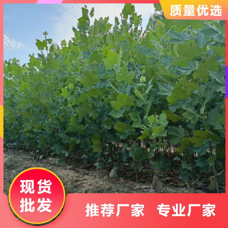法桐-原生冠法桐快捷物流