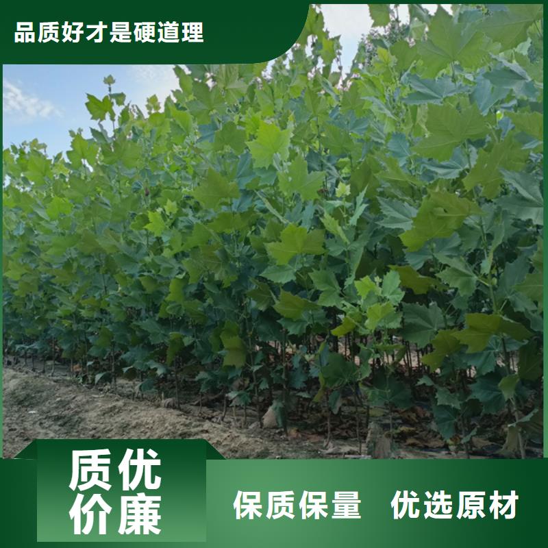 造型法桐免費咨詢法桐